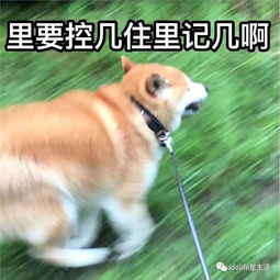 梦幻西游 没天理了,狗托玩家鉴定10件装备狂炸特技,当天怒赚2万