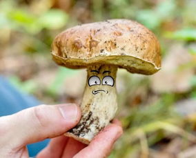 有一根又黑又硬的蘑菇头：一种罕见真菌的探索