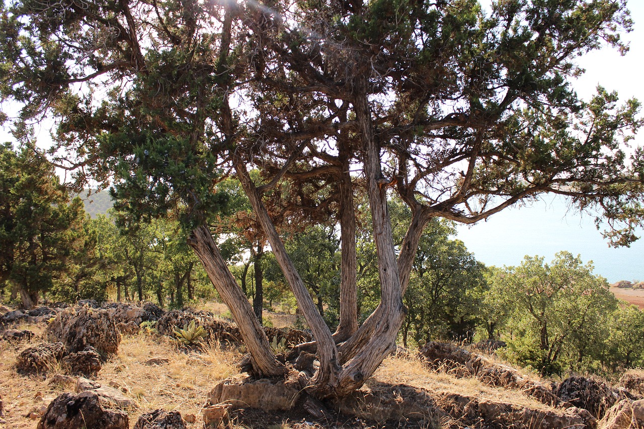五月的丁香，国产独立游戏的芬芳与诗意——一场无声的叙事诗