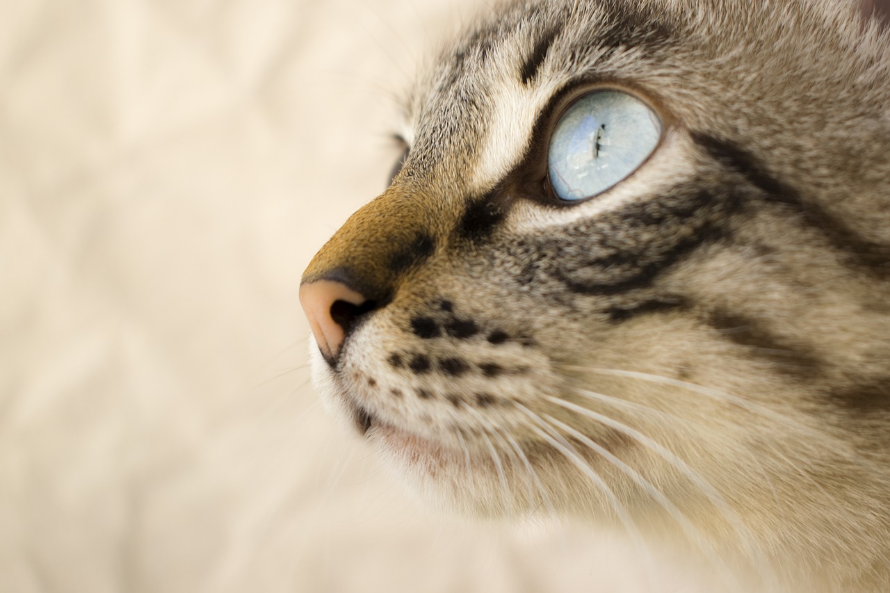 猫语奇缘,会说话的神秘宠物 猫语奇缘,会说话的神秘宠物