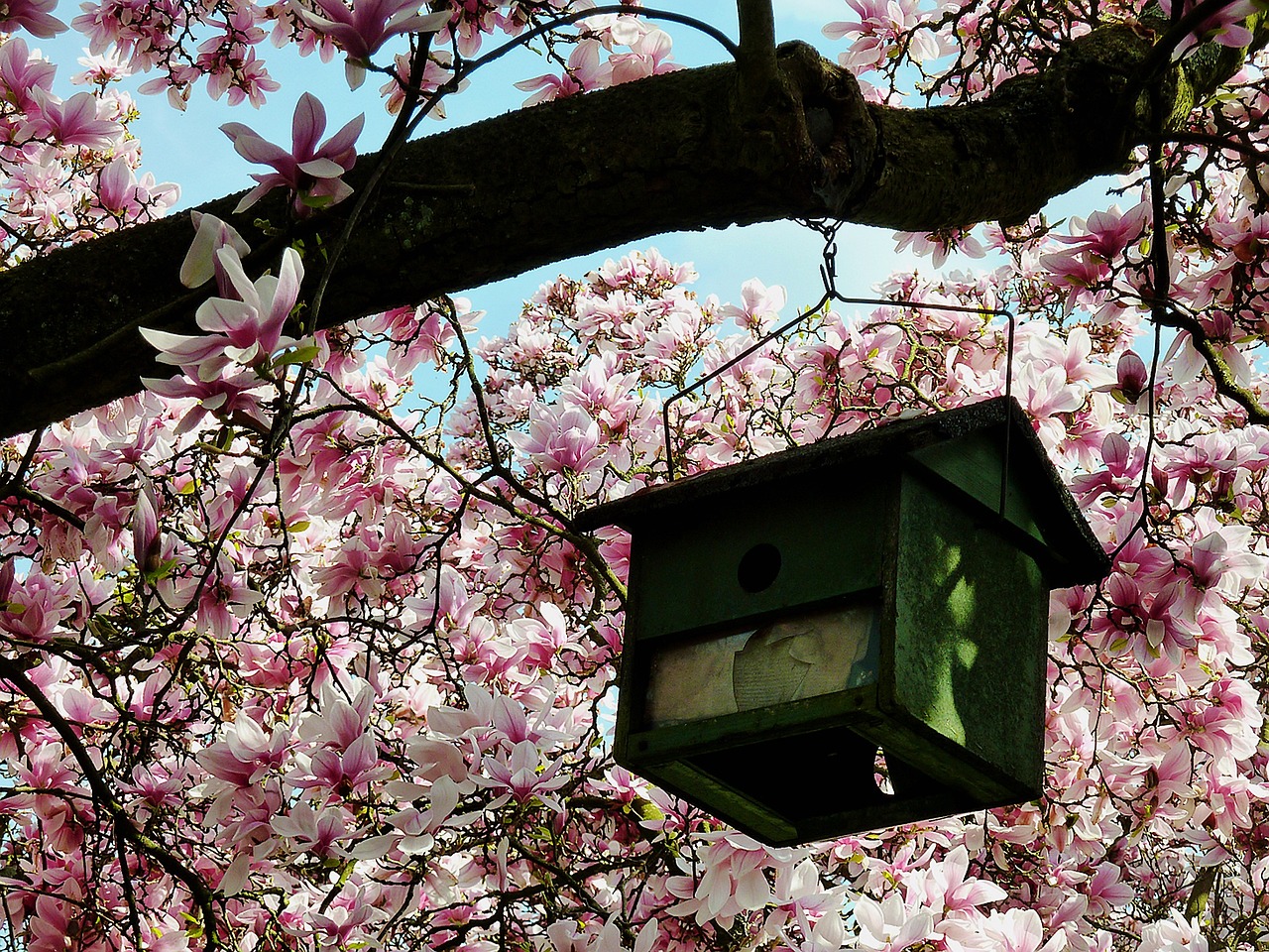 解码花语,绿肥红瘦背后的花卉秘境 解码花语,绿肥红瘦背后的花卉秘境