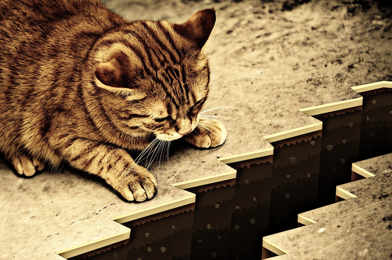 黑龙江伤人老虎事件真相揭露,不实传闻的澄清 黑龙江伤人老虎事件真相揭露,不实传闻的澄清