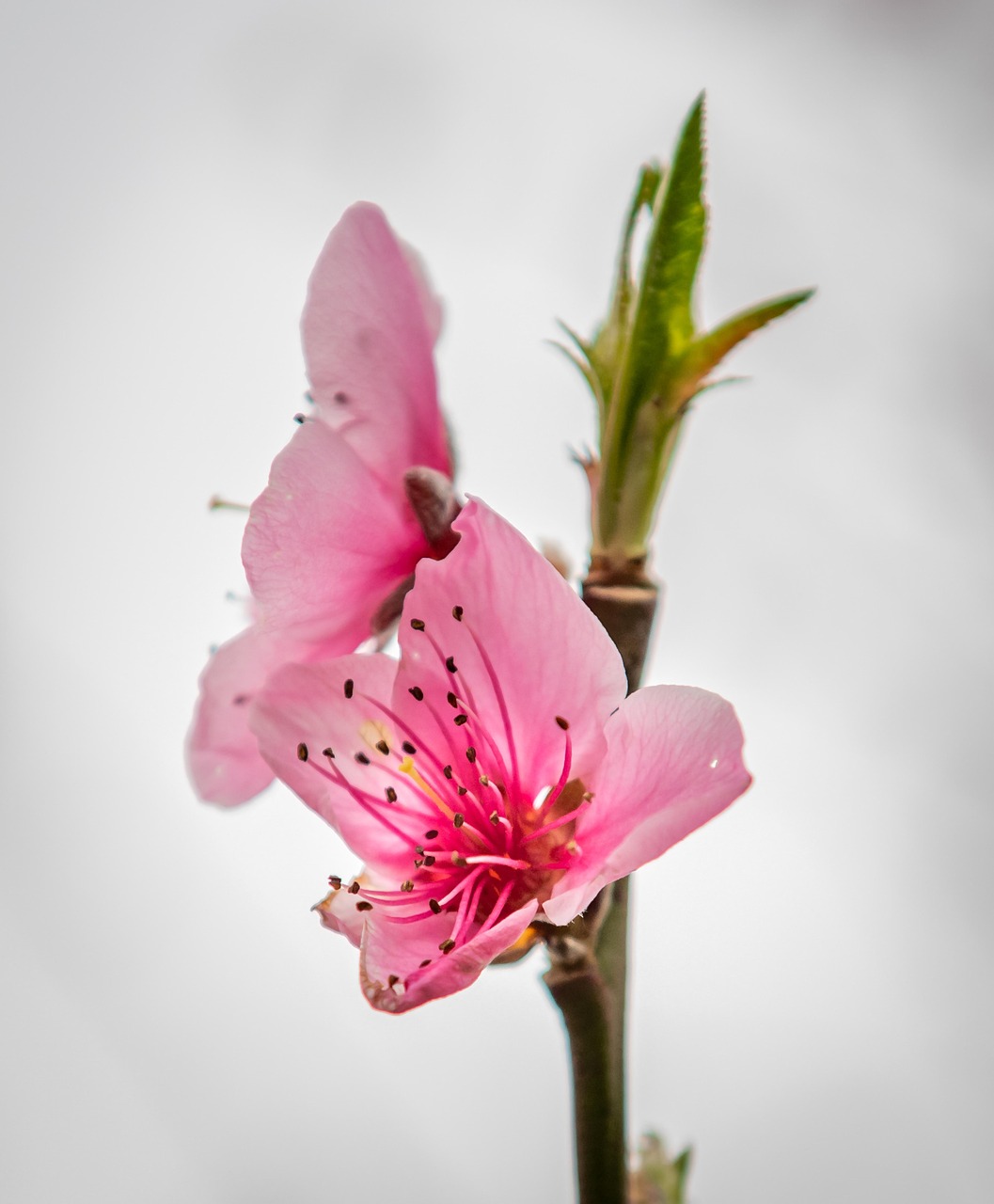 桃花盛开的金礼,探索桃花源记黄金礼包的奇妙冒险与价值魅力 桃花盛开的金礼,探索桃花源记黄金礼包的奇妙冒险与价值魅力