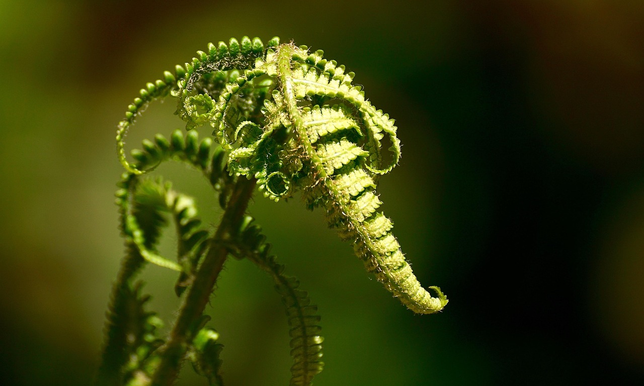 苹果里的植物大战僵尸，探索植物与僵尸的生态斗争